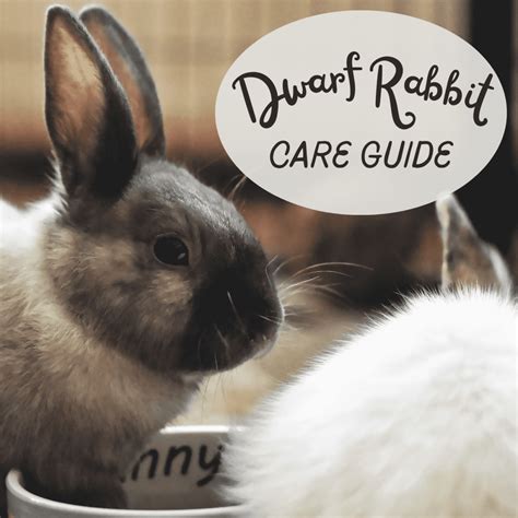 How To Tell Sex Of Rabbit Find Out Here All Animals Guide
