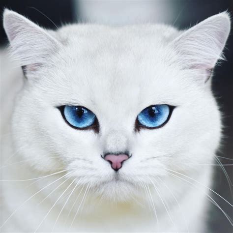 Белый кот с голубыми глазами порода 44 фото