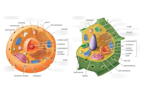 Plant And Animal Cells Diagram Quizlet