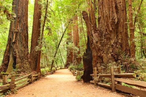 Muir Woods Ancient Redwood Forest St Charles