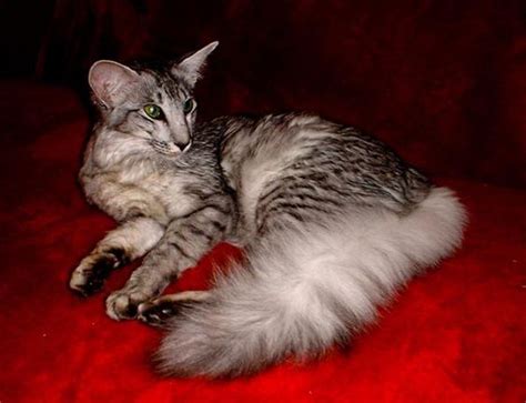 Rare Cats Oriental And Cats On Pinterest