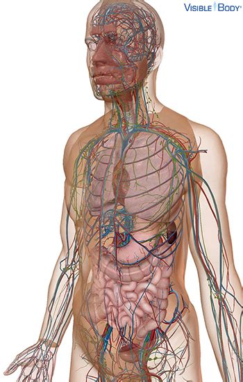 Glossary Of The Lymphatic System Learn Lymphatic Anatomy 87920 Hot Sex Picture