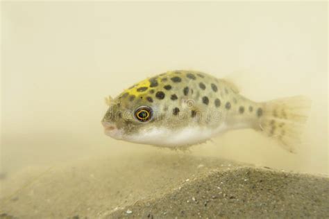 Kingkong Fish Or Puffer Fish Or Green Bowl Fish Or Green Spotted Puffer