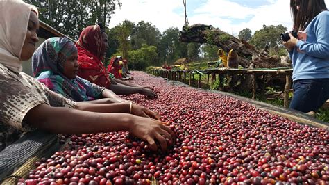 New Coffee Release Ethiopia Yirgacheffe Kochere Natural Origin