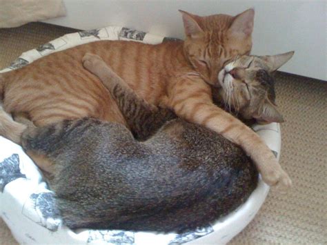 Image Result For Two Cats Curled Up Cat Curling Cats Animals