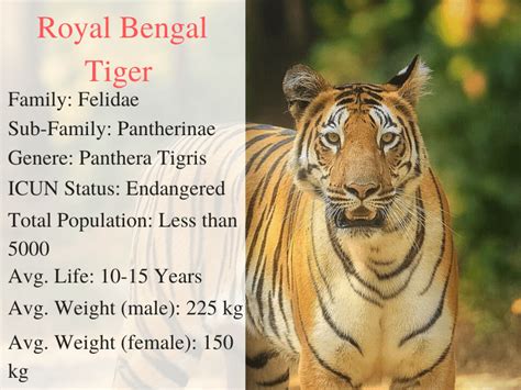 Give An Introduction On What Bengal Tigers Are