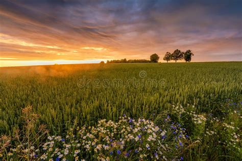 Beautiful Rural Summer Landscape Stock Photo Image Of Landscape