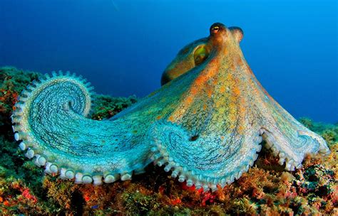 Ocean Animal Encyclopedia Oceana Eu