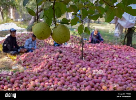 Kashmiri Apples Are Seen Growing On A Tree In An Orchard During The