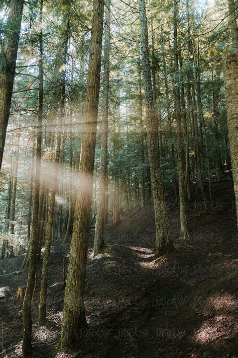 Rays Of Sunshine In A Cedar Forest By Stocksy Contributor Justin