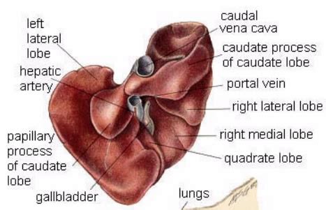 1 in an era in which new technology and new techniques have increased the indications for hepatic surgery and improved the. Dog Liver Functions