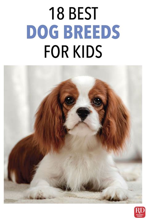 18 Best Dog Breeds For Kids — Looking For A Child Friendly Fur Baby To