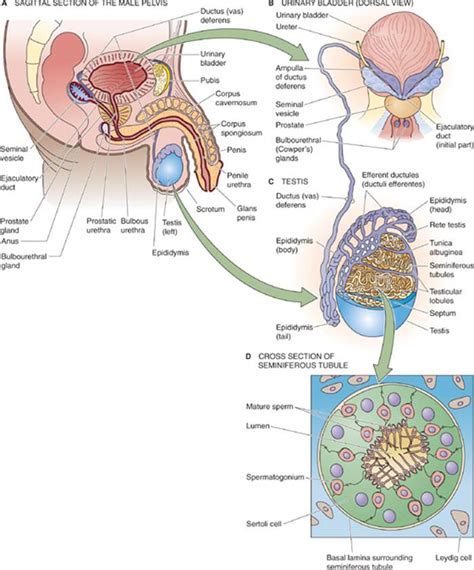 Male Reproductive System Major Organs Human Anatomy