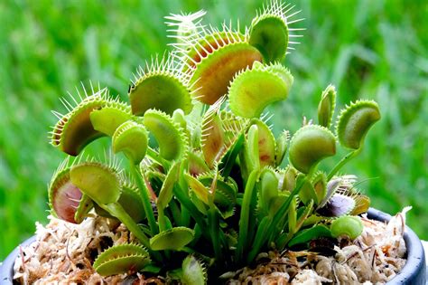 How To Grow And Care For A Venus Fly Trap Uk