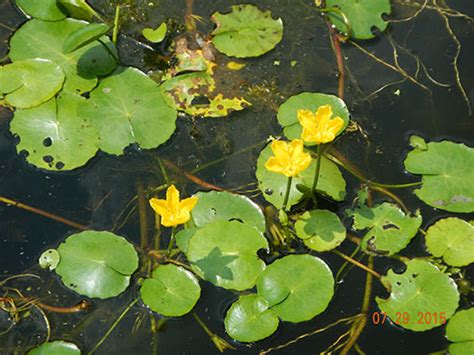 Invasive Species Yellow Floating Heart