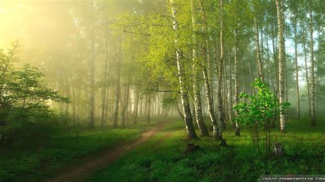 Spring Forest Desktop Wallpaper Wallpapersafari