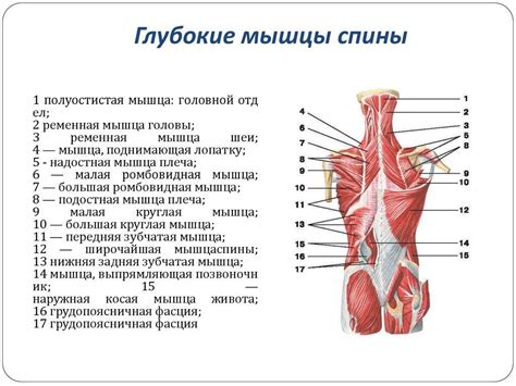Анатомия мышц спины Строение мышц человека
