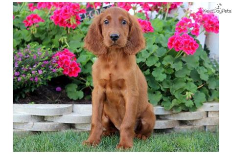 Tucker Irish Setter Puppy For Sale Near Lancaster Pennsylvania