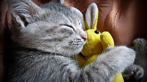 Gray Cat Is Sleeping With A Toy Hd Cat Wallpapers Hd