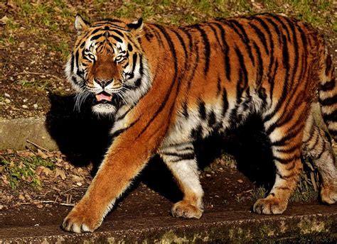 Tiger Big Cat Predator Wildcat Dangerous Zoo Animals Cat Nature