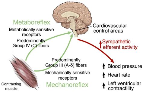 Recent Advances In Exercise Pressor Reflex Function In Health And