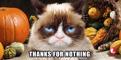 Thanks For Nothing Grumpy Cat Humor Cute Animal Memes Grumpy Cat