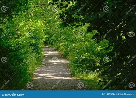 Hiking Path Through Sunny Green Foliage Stock Photo Image Of Forest