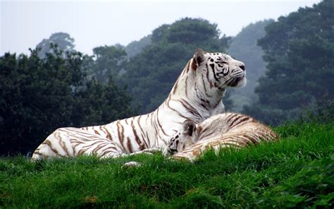 tiger, White Tigers, Animals, Nature, Big Cats Wallpapers HD / Desktop ...