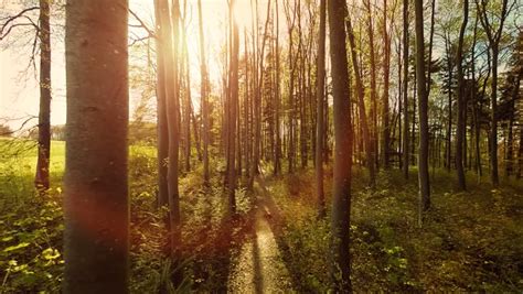 Beautiful Nature Forest Trees Scenery Stock Footage Video 100