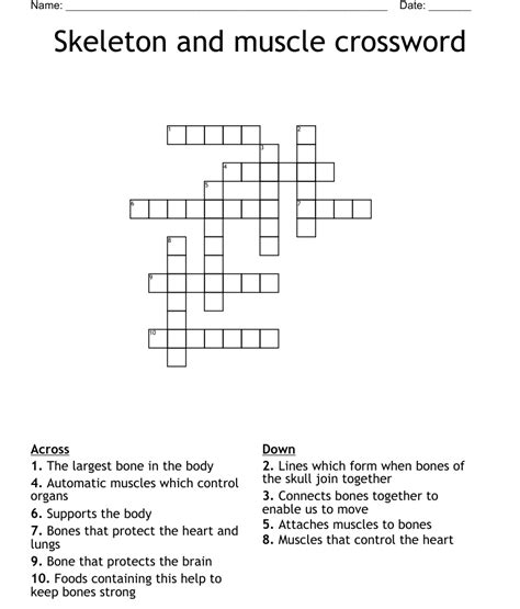 Skeleton And Muscle Crossword Wordmint