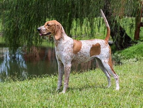 American English Coonhound Breed Description History And