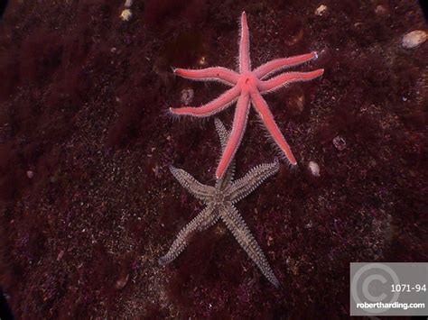 Seven Leg Starfish Luidia Ciliaris Stock Photo