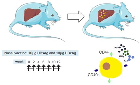 Vaccines | Free Full-Text | Action Mechanisms and Scientific Rationale