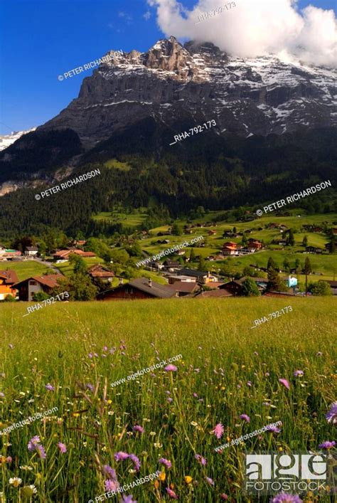 Spring Alpine Flower Meadow And Chalets Grindelwald Bern Switzerland