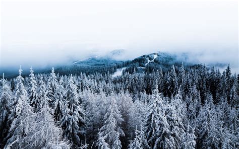 Download Wallpaper 1920x1200 Winter Trees Fog Snow Aerial View