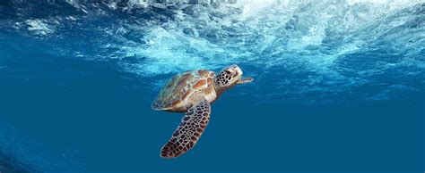 How Fast Can A Sea Turtle Swim