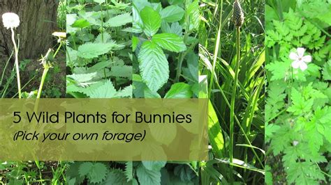 Foraging For Rabbits Dandelion Nettle Blackberry Plantain And Herb