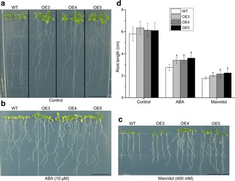 Overexpression Of Zmereb In Arabidopsis Confers Tolerance To
