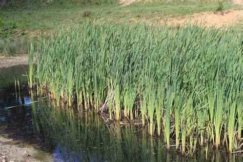 Bulrushes Green Invasive Free Photo On Pixabay