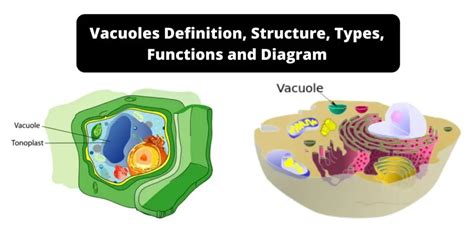 Vacuoles Definition Structure Types Functions And Diagram