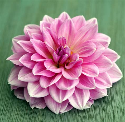 Flower Blossom Bloom Free Photo On Pixabay Pixabay