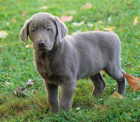 Akc Registered Silver Labrador Retriever For Sale Sugarcreek Oh Male