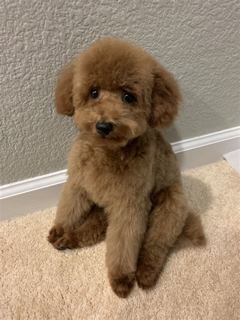 Teddybear goldendoodles or english goldendoodles are produced by breeding english goldens to poodles. Google Image Result for https://external-preview.redd.it ...