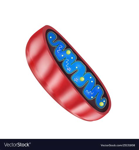 Mitochondria Dibujo