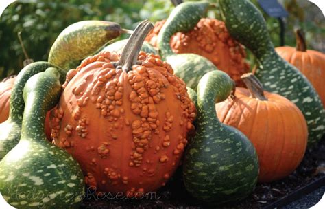 Unusual Pumpkins And Gourds For Autumn Displays