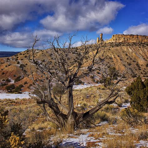 Juniper Tree And Chimney Rock Ghost Ranch New Mexico Photograph By Greg