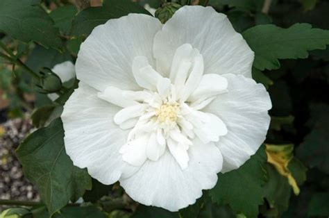 White Chiffon Rose Of Sharon Hibiscus Syriacus 4 Pot Etsy