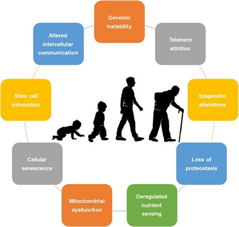 Physical Activity As An Anti Aging Medicine Physiopedia