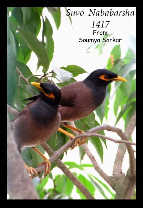 Indian Birds Photography Birdphotoindia Suvo Nababarsha