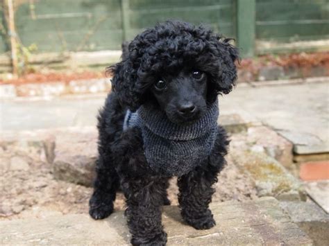 Tiny Black A Toy Poodle Puppy Wearing An Old Ski Sock That Has Been